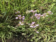 Blümchen am Wegesrand